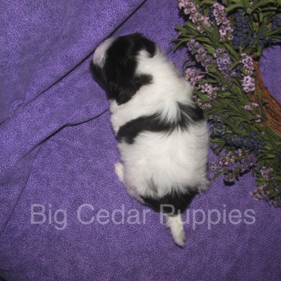 Olive's #1  Male 
"Kinnick"
Congratulations Kim