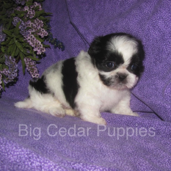 Olive's #1  Male 
"Kinnick"
Congratulations Kim