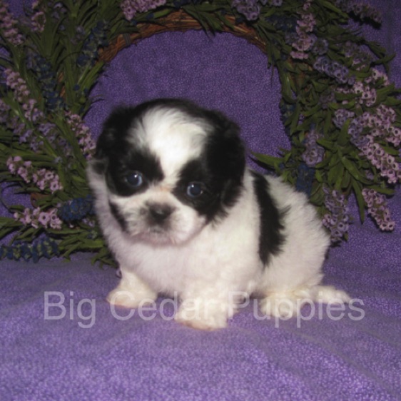 Olive's #1  Male 
"Kinnick"
Congratulations Kim