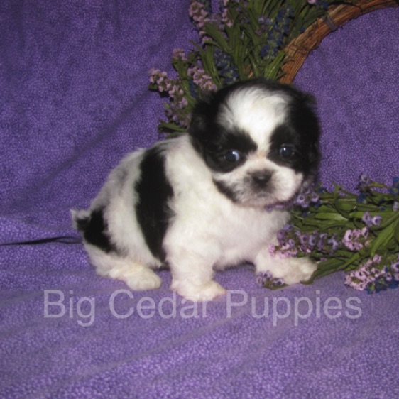 Olive's #1  Male 
"Kinnick"
Congratulations Kim