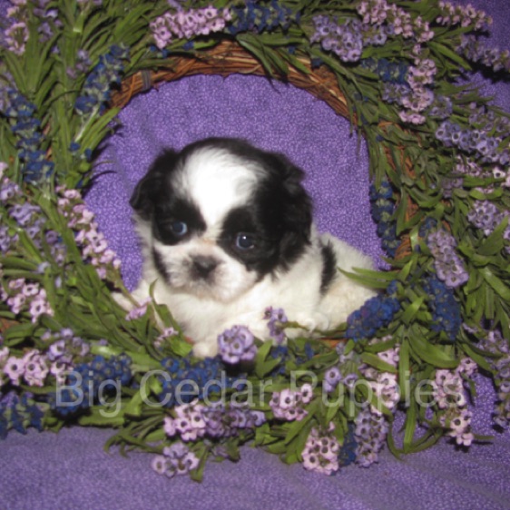 Olive's #1  Male 
"Kinnick"
Congratulations Kim
