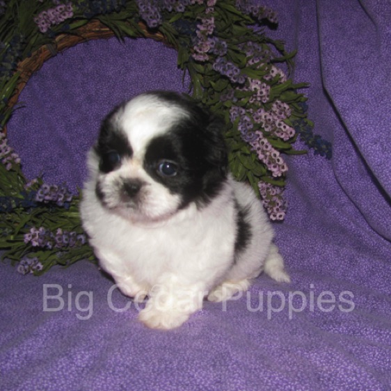 Olive's #1  Male 
"Kinnick"
Congratulations Kim