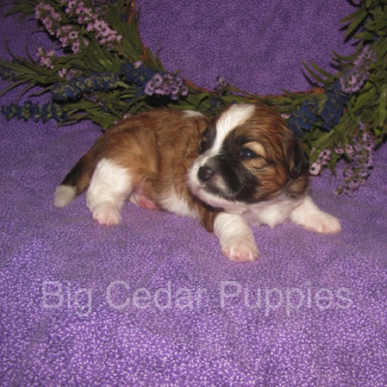 Eevee's #4  Male 
Congratulations Kim