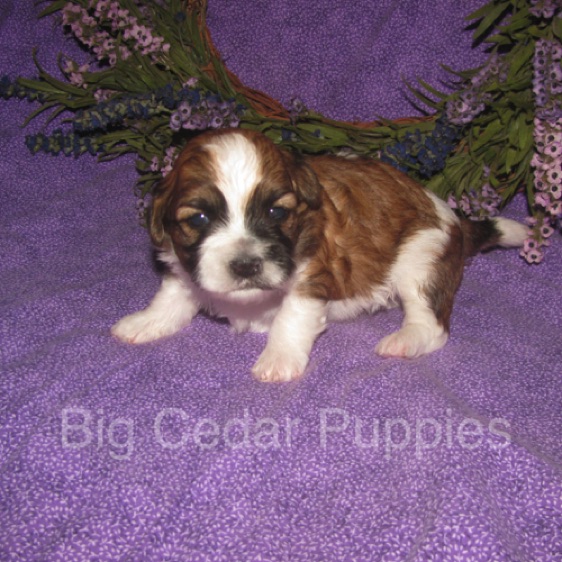 Eevee's #4  Male 
Congratulations Kim