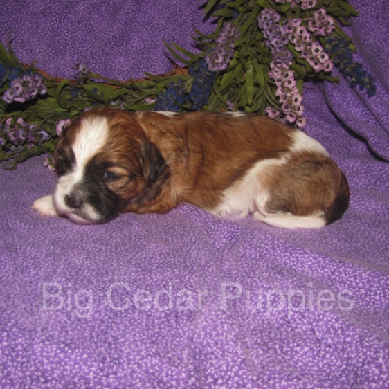 Eevee's #4  Male 
Congratulations Kim