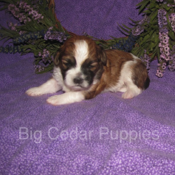 Eevee's #4  Male 
Congratulations Kim