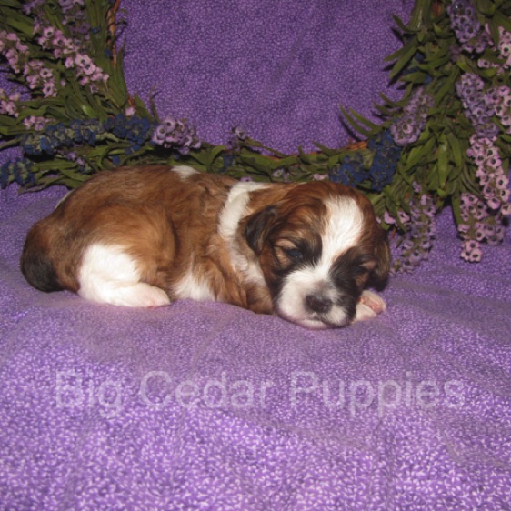 Eevee's #4  Male 
Congratulations Kim