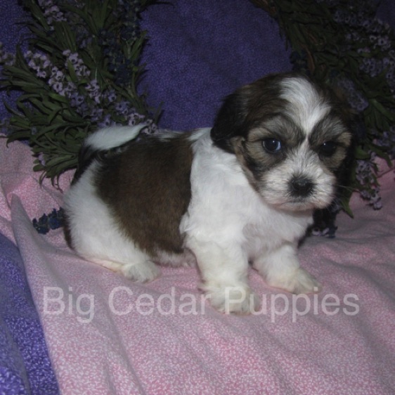 Ivy's #5  Female 
"Winnie"  
Congratulations  Joi