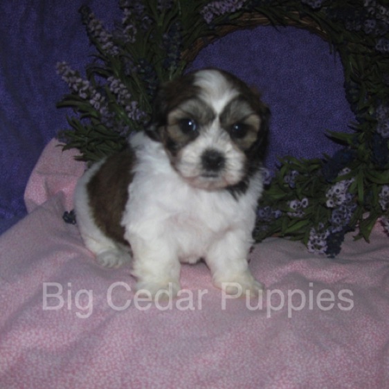 Ivy's #5  Female 
"Winnie"  
Congratulations  Joi