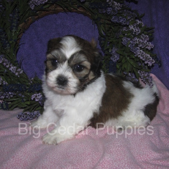 Ivy's #5  Female 
"Winnie"  
Congratulations  Joii