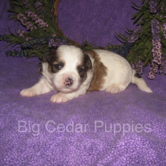 Eevee's #2  Male 
Congratulations Kim