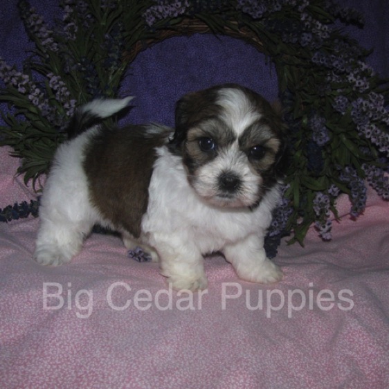 Ivy's #5  Female 
"Winnie" 
Congratulations  Joi