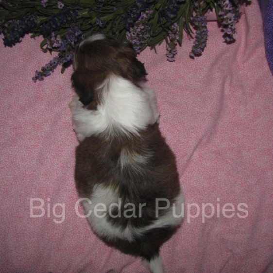 Ivy's #5  Female 
"Winnie"  
Congratulations  Joi