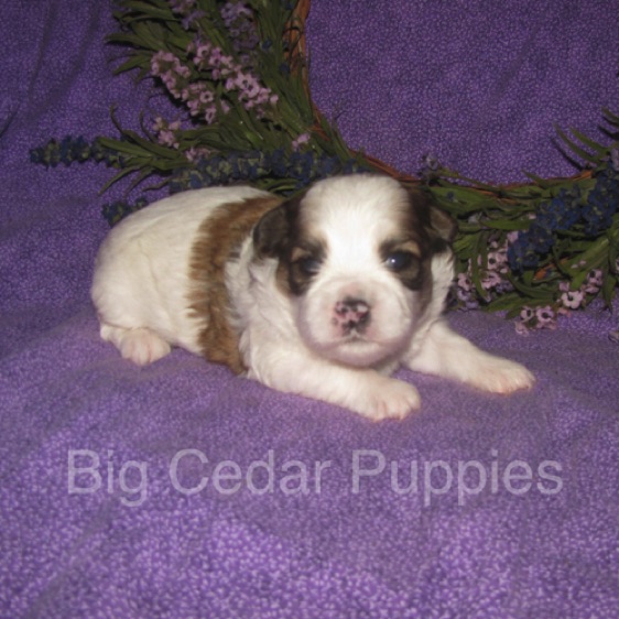 Eevee's #2  Male 
Congratulations Kim