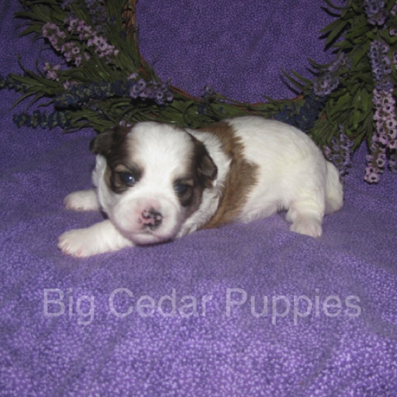 Eevee's #2  Male 
Congratulations Kim