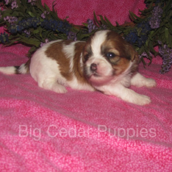 Eevee's #5   Female  
Congratulations Nina & Scott