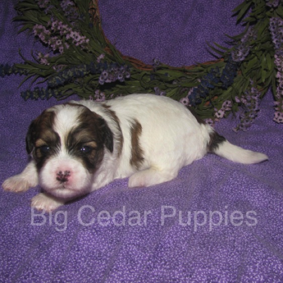 Eevee's #3  Male  
Congratulations Ben & Jean