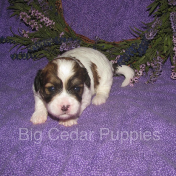 Eevee's #3  Male  
Congratulations Ben & Jean