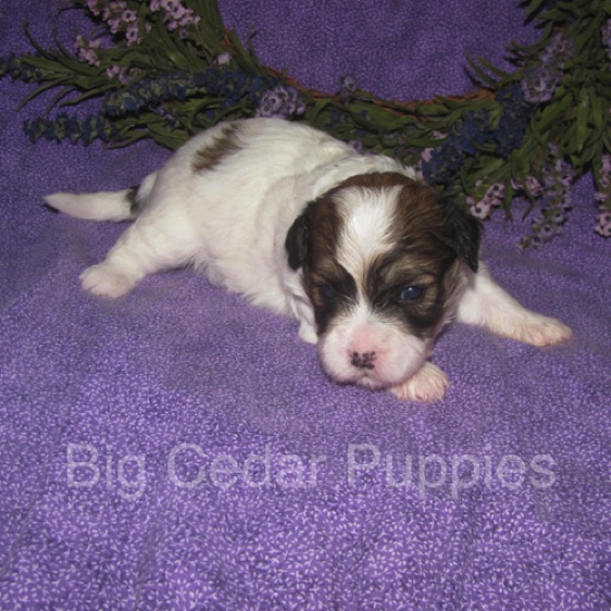 Eevee's #3  Male  
Congratulations Ben & Jean