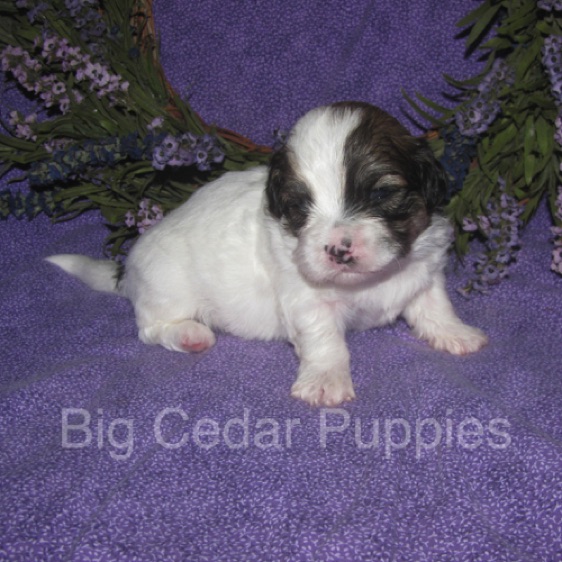 Eevee's #1  Male  
Congratulations Andrea & Dan