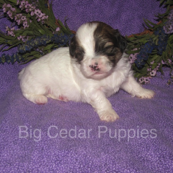 Eevee's #1  Male  
Congratulations Andrea & Dan
