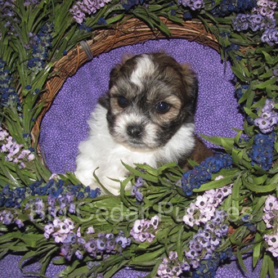 Ivy's  #3  Male  
"Gio"   
Congratulations Carmella