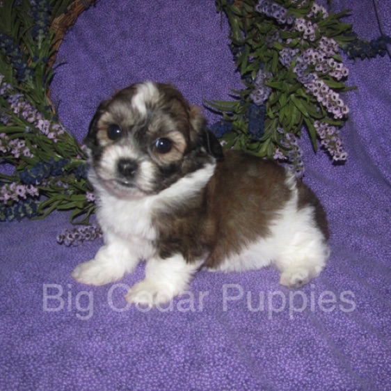 Ivy's  #3  Male  
"Gio"   
Congratulations Carmella