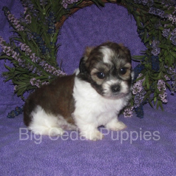 Ivy's  #3  Male  
"Gio"   
Congratulations Carmella