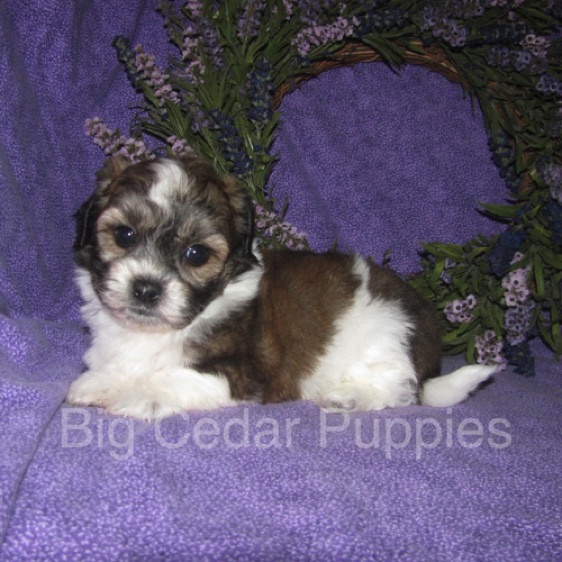 Ivy's  #3  Male  
"Gio"   
Congratulations Carmella