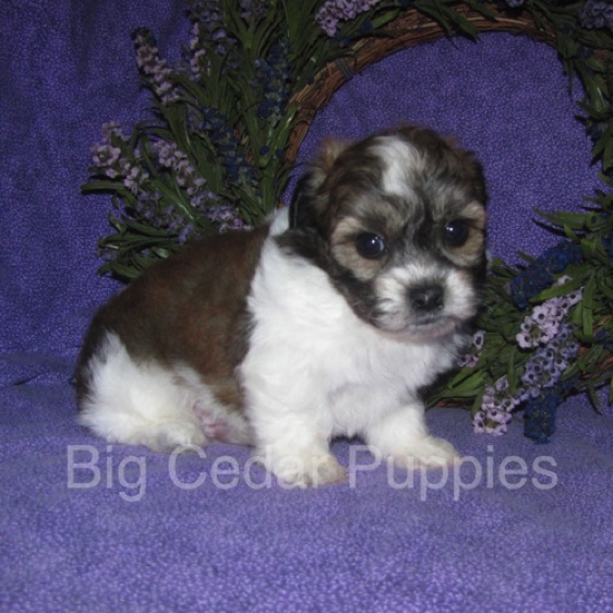 Ivy's  #3  Male  
"Gio"   
Congratulations Carmella