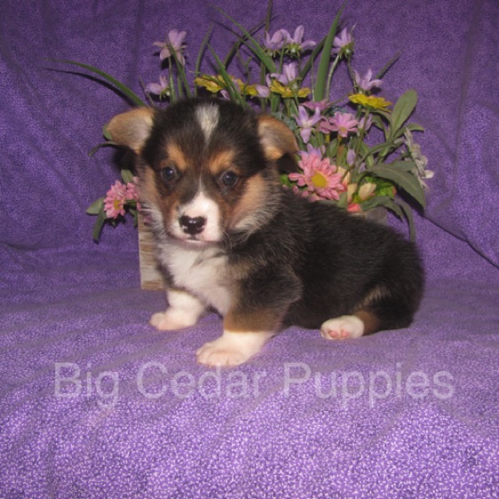 Pepper's #2  Male