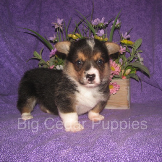 Pepper's #2  Male