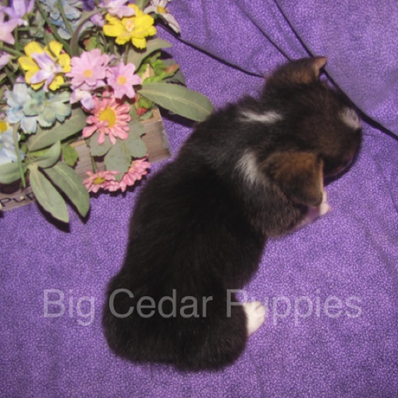 Pepper's #2  Male
