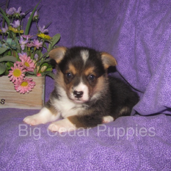Pepper's #2  Male
