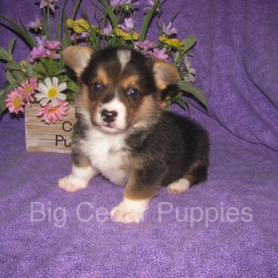 Pepper's #2  Male