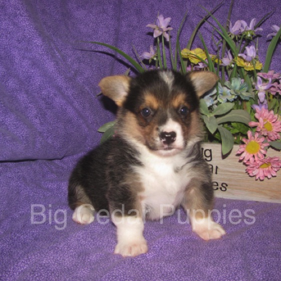 Pepper's #2  Male