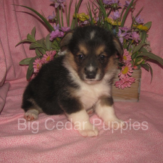 Pepper's #3  Female