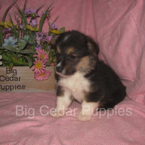 Pepper's #3  Female