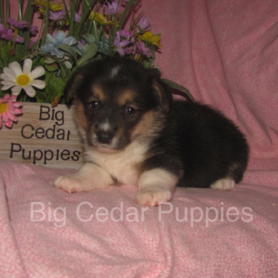 Pepper's #3  Female