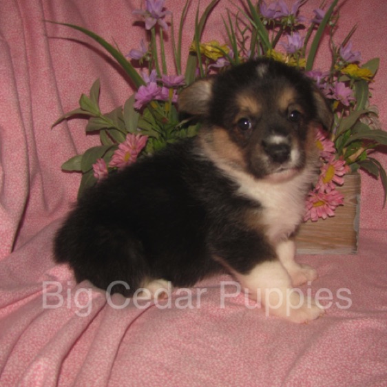 Pepper's #3  Female