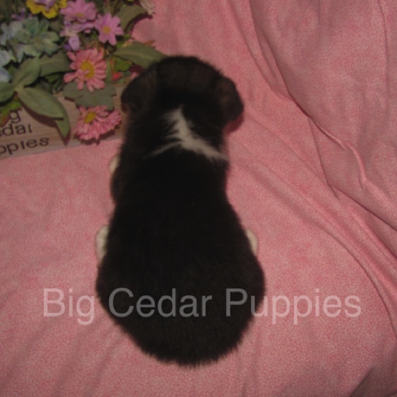 Pepper's #3  Female