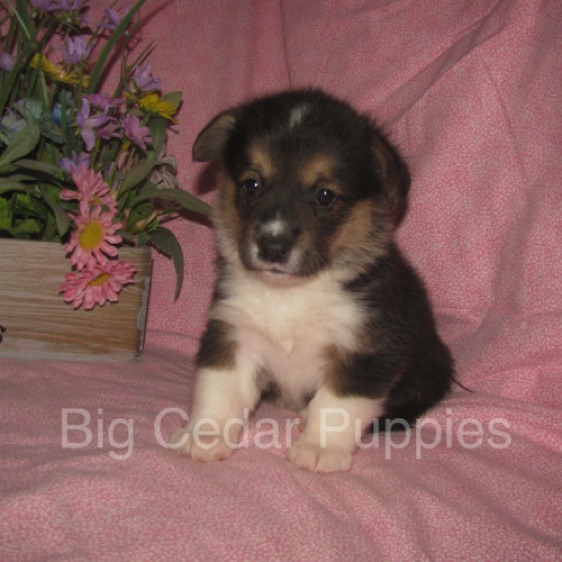 Pepper's #3  Female