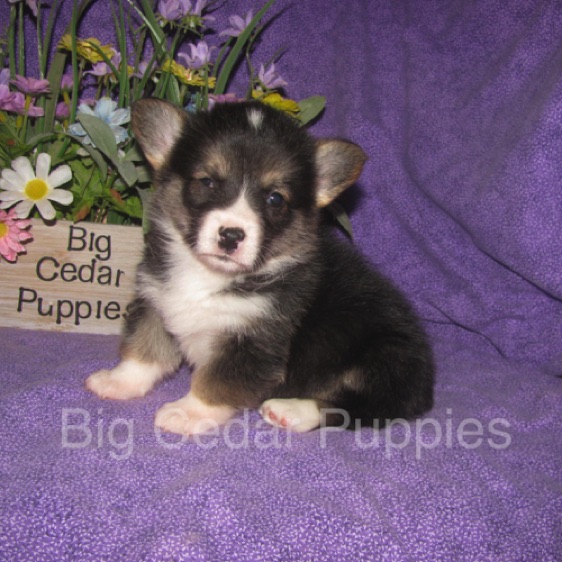Pepper's #1  Male