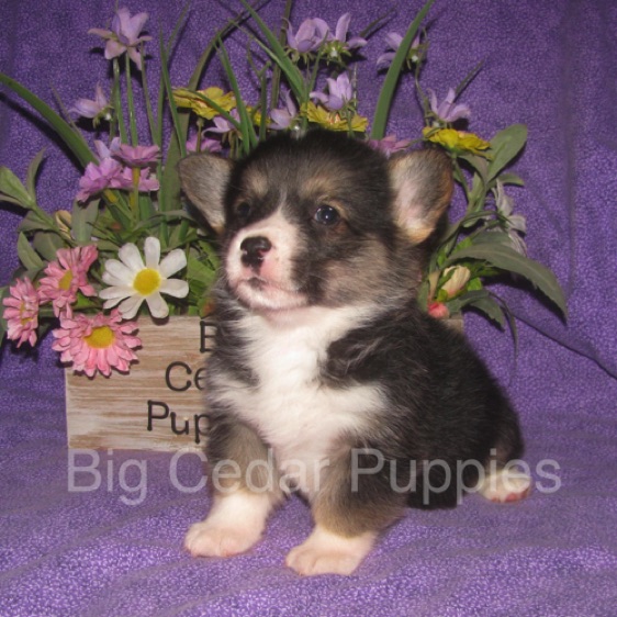 Pepper's #1  Male