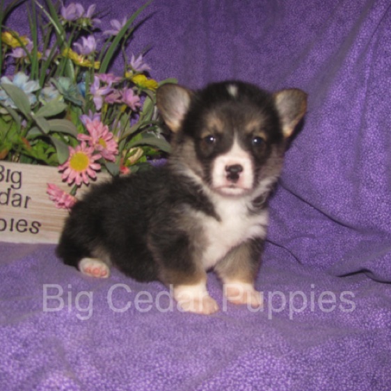Pepper's #1  Male