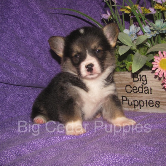 Pepper's #1  Male