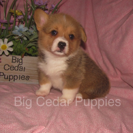 Pepper's #4  Female
Sale pending - Kendra