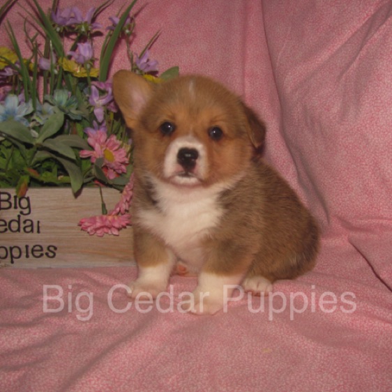 Pepper's #4  Female
Sale pending - Kendra