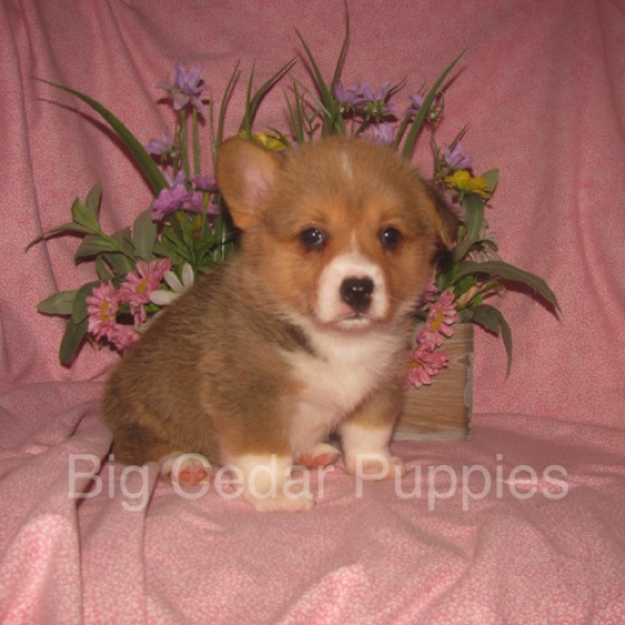 Pepper's #4  Female
Sale pending - Kendra