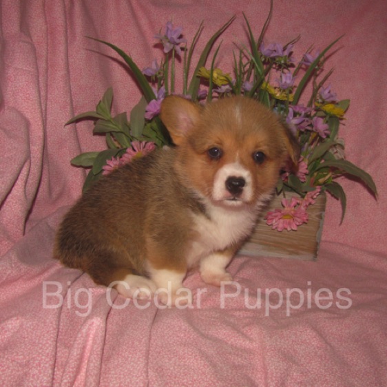 Pepper's #4  Female
Sale pending - Kendra